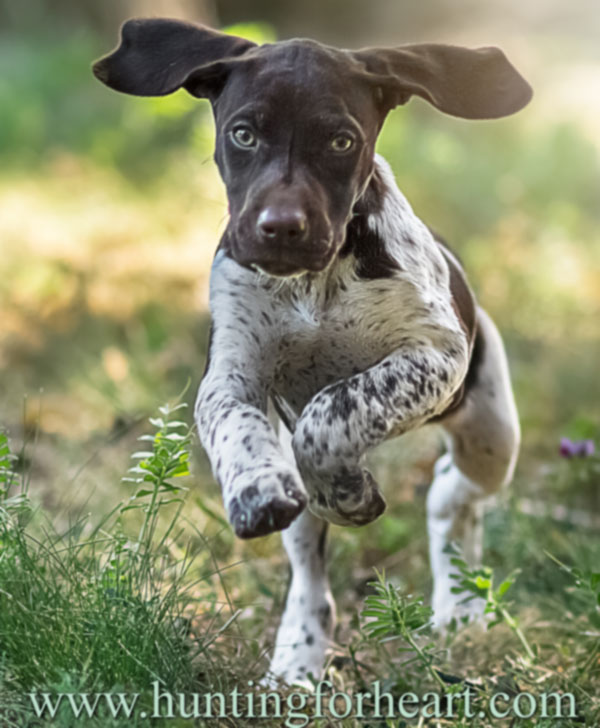German Shorthaired Pointer pup running
