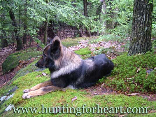 Beautiful East German Shepherd lying on moss in woods.