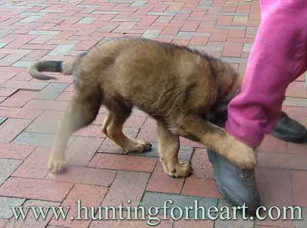 Puppy confidence building exercise - calm acceptance allows pup to relax and be gentle