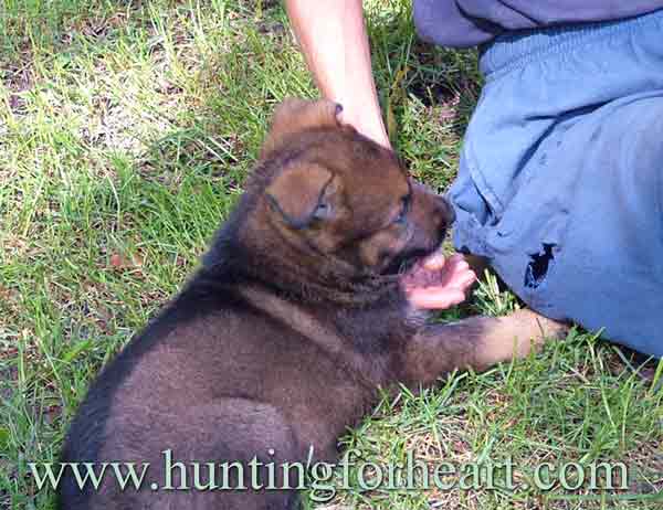 puppy confidence building exercise just relax and pup will be gentle