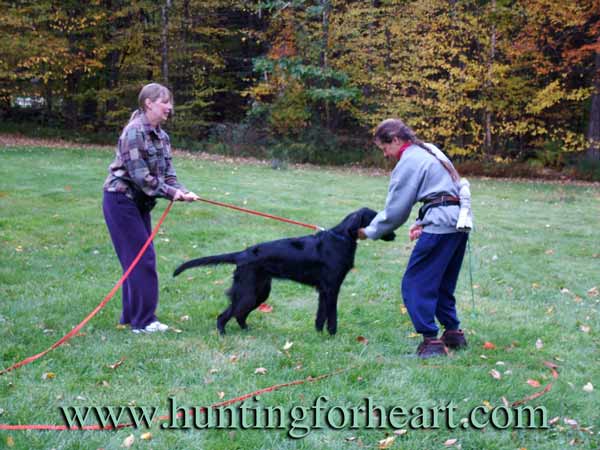 Natural Dog Training food and pushing beginning
