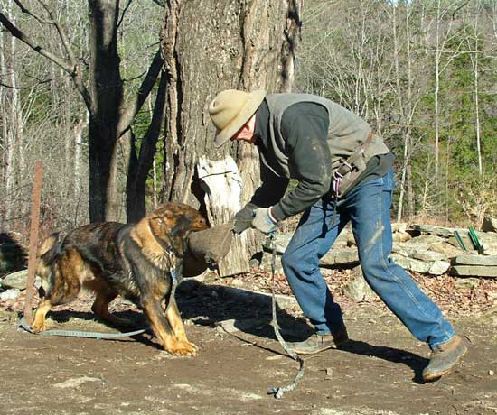 Natural Dog Training originator Kevin Behan playing tug with German Shepherd