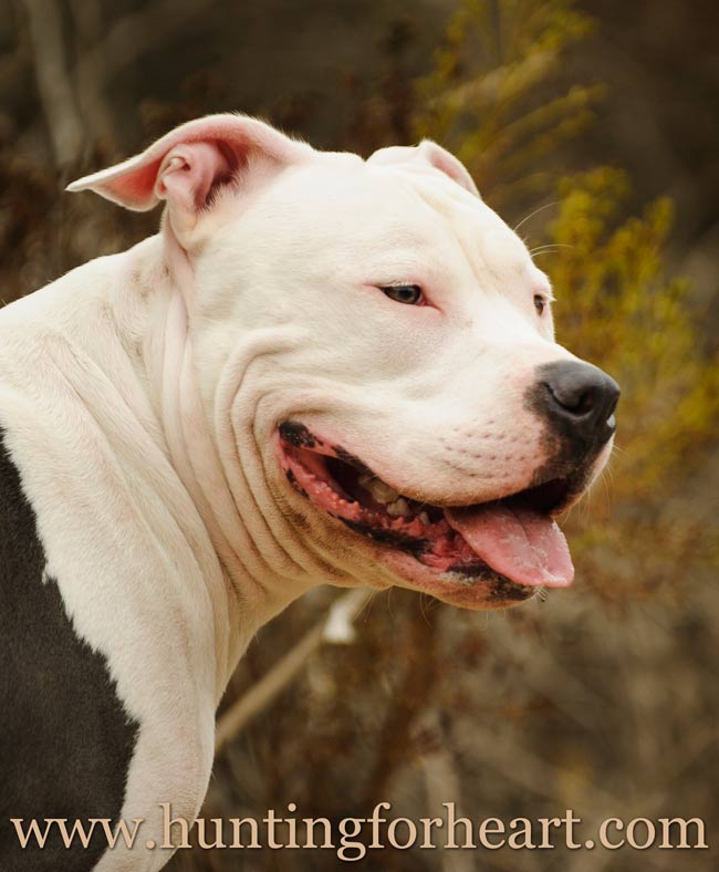 Killer pitbull