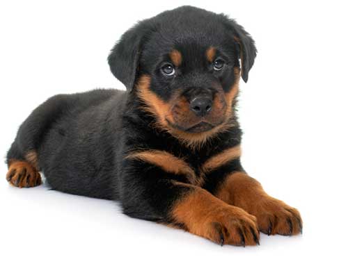 Baby Rottweiler pup